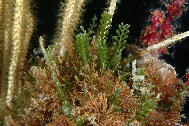 Caulerpa racemosa